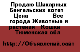 Продаю Шикарных Бенгальских котят › Цена ­ 17 000 - Все города Животные и растения » Кошки   . Тюменская обл.